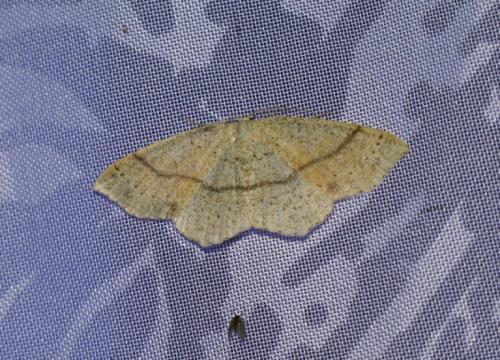 Réf. 206 592 : Cyclophora punctaria